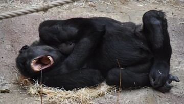 Тысячи американцев требуют наказать родителей ребенка из-за гибели гориллы