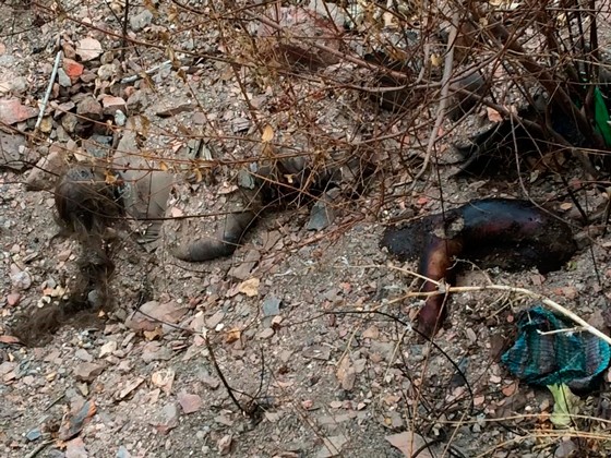 Да услышит глухой, да увидит слепой… Да услышит глухой, да увидит слепой…