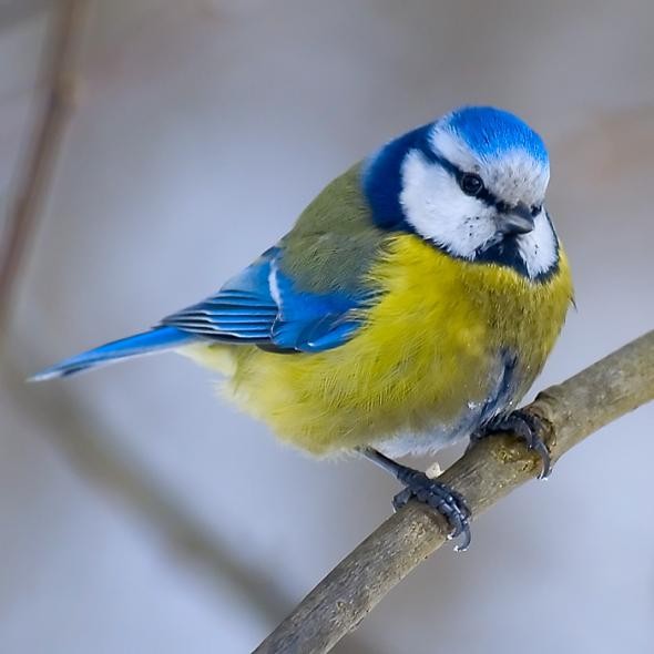 Новые приключения украинцев в России. Сергей Веселовский