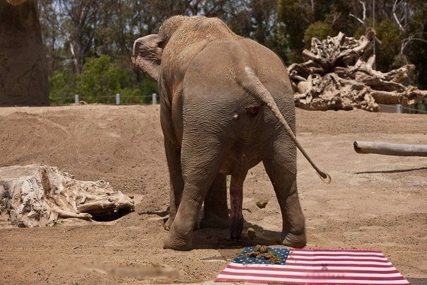 "Мыздобулы" в картинках. Смешных и не очень... 22-06-2016