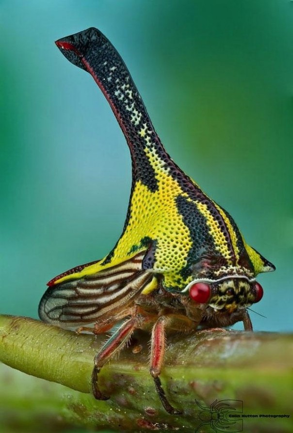 Редкие и удивительные животные