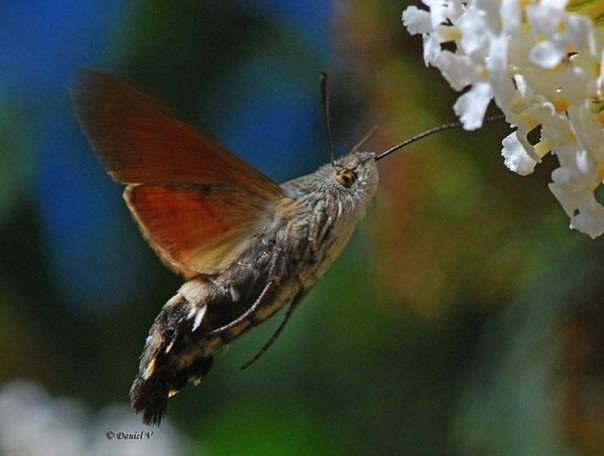 Редкие и удивительные животные