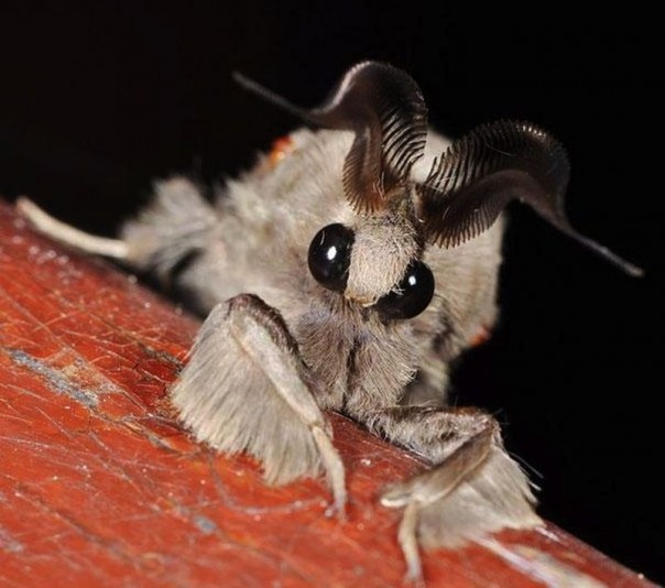 Редкие и удивительные животные