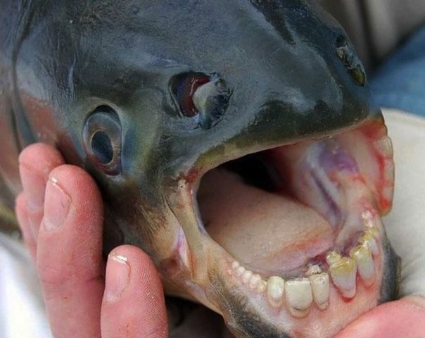 Редкие и удивительные животные