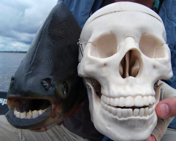 Редкие и удивительные животные