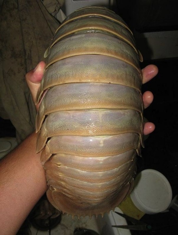 Редкие и удивительные животные