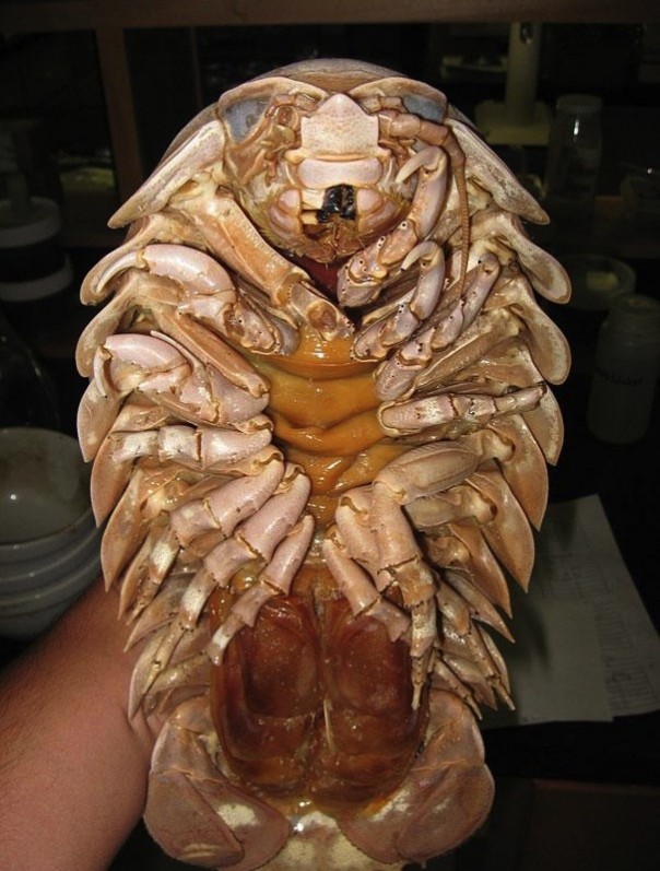 Редкие и удивительные животные