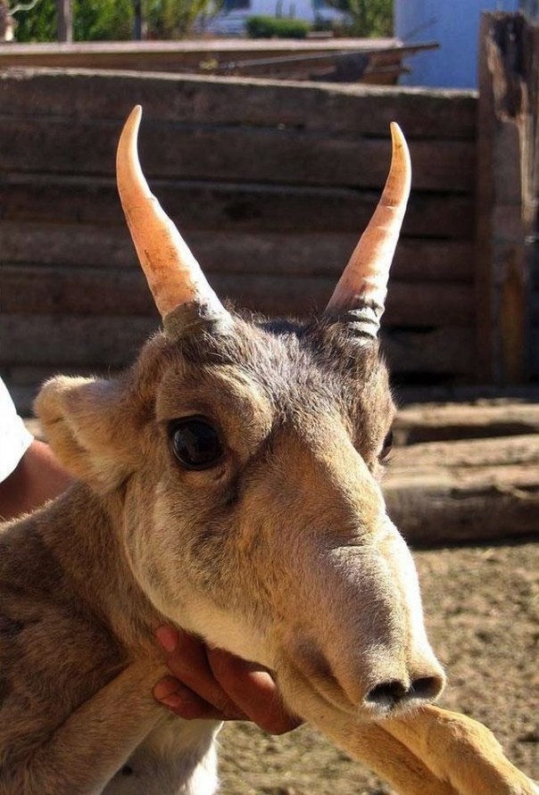 Редкие и удивительные животные