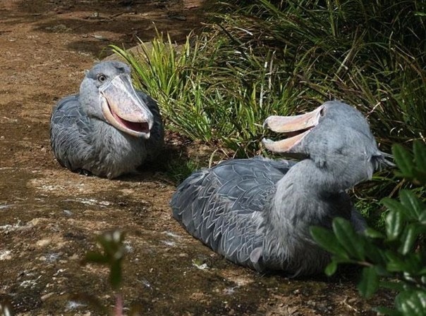 Редкие и удивительные животные