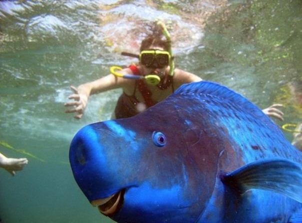 Редкие и удивительные животные