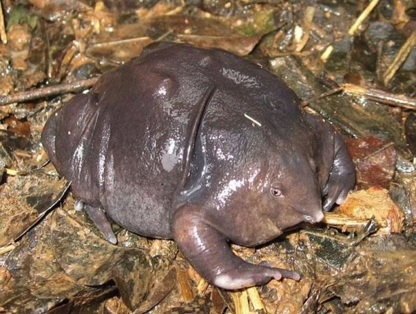 Редкие и удивительные животные