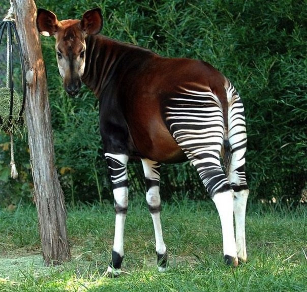 Редкие и удивительные животные