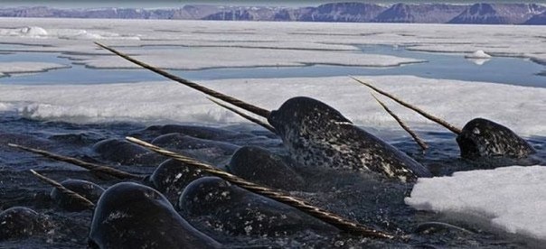 Редкие и удивительные животные