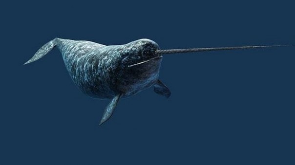 Редкие и удивительные животные