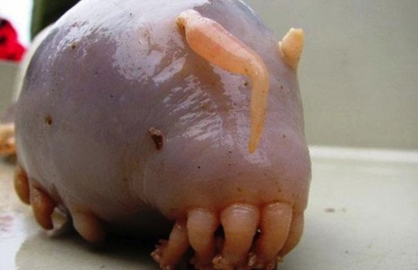 Редкие и удивительные животные