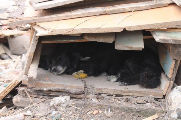 Сводка от МО ДНР 18 июня 2016 года. ВСУ зачистили своих же: убито 18 боевиков, 25 ранено Сводка от МО ДНР 18 июня 2016 года. ВСУ зачистили своих же: убито 18 боевиков, 25 ранено