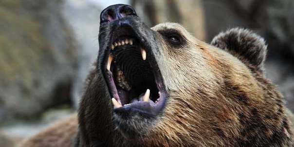 Очень русские новости! Женщина рожала в глухой тайге, пока полиция отгоняла от нее медведей.