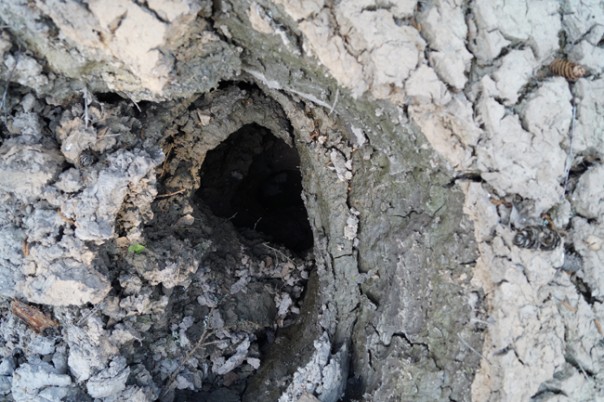 В Пермском крае загадочным образом исчезло целое озеро вместе с рыбой В Пермском крае загадочным образом исчезло целое озеро вместе с рыбой