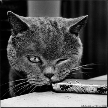 Маленькая девочка и кот