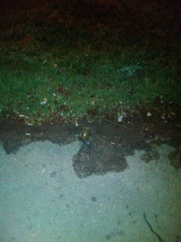 СМИ: в Запорожье шашлычную обстреляли из гранатомета