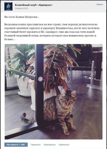 Скончалась кошка Матроска, перекусившая в аэропорту Владивостока на 63 тыс. рублей