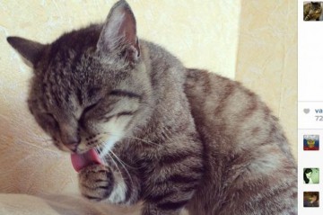 Скончалась кошка Матроска, перекусившая в аэропорту Владивостока на 63 тыс. рублей