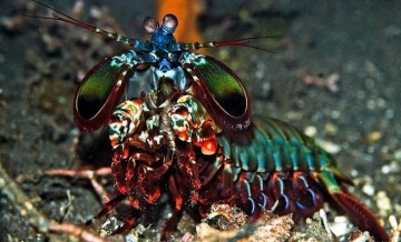 Редкие и удивительные животные