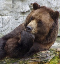 Истинная правда про медведей