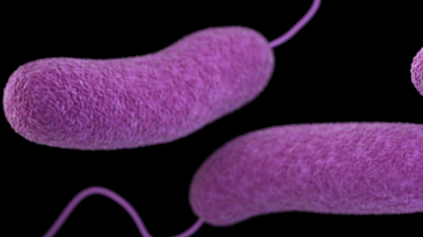 Наследие BP: разлив нефти в Мексиканском заливе породил бактерию-убийцу