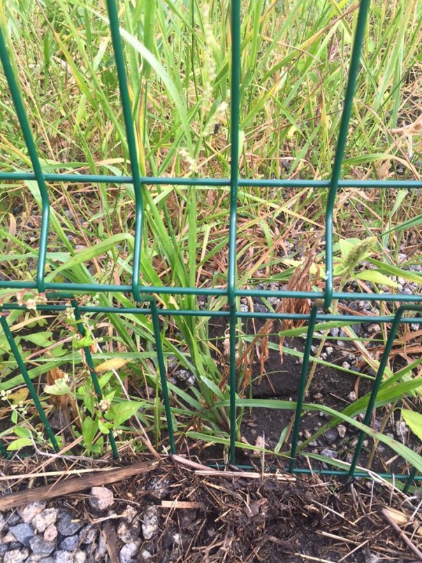 Выгребная яма за 4 миллиарда. Как выглядит украинская «стена» сегодня Выгребная яма за 4 миллиарда. Как выглядит украинская «стена» сегодня