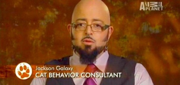 Консультант по поведению кошек Консультант по поведению кошек