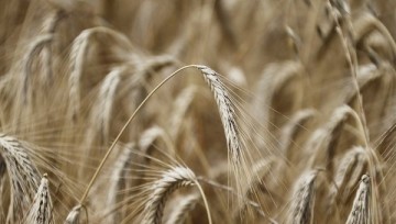 Страшные итоги пяти украинских пятилеток