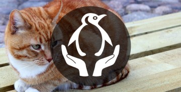 Вакансия мечты: пресс-секретарь для кота из Выборгского замка