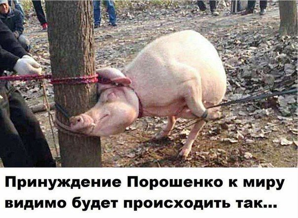 "Мыздобулы" в картинках. Смешных и не очень... 6-08-2016