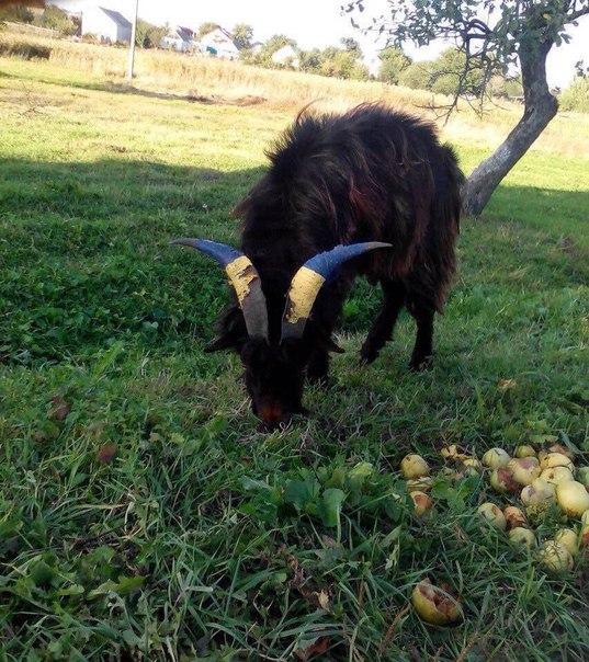 "Мыздобулы" в картинках. Смешных и не очень... 6-08-2016