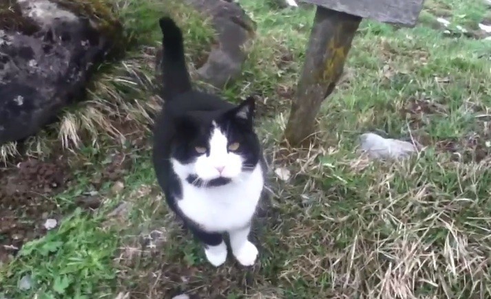 История о потерявшемся туристе и коте-спасателе История о потерявшемся туристе и коте-спасателе