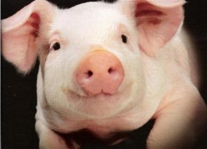 Классика украинства - село, кредит, свыня, безработные, европейские ценности Классика украинства - село, кредит, свыня, безработные, европейские ценности