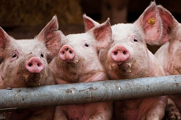 Агония Украины: сало никому не нужно? Агония Украины: сало никому не нужно?