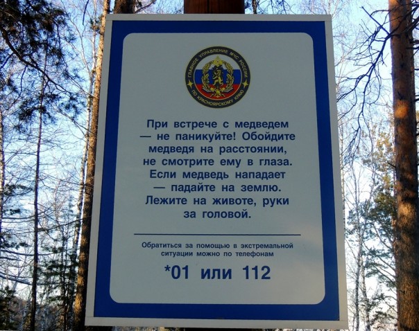 Как себя вести при встрече с русским медведем. Правила этикета Как себя вести при встрече с русским медведем. Правила этикета