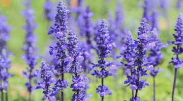 7 природных антибиотиков, которые не стоят ни копейки