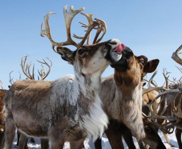 Как писают в тундре