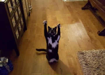 Они думают, что я сдаюсь