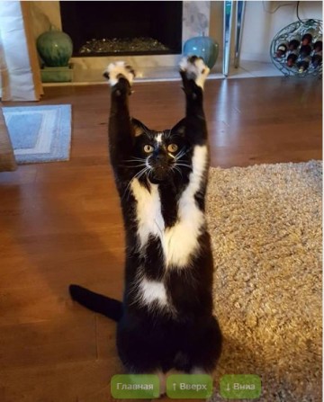 Они думают, что я сдаюсь