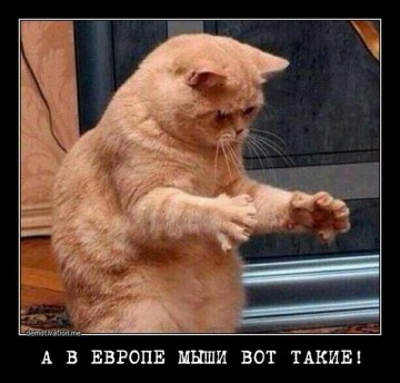 "Мыздобулы" в картинках. Смешных и не очень... 17-08-2016