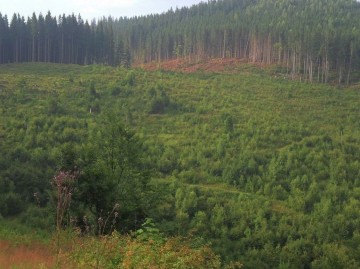 Руслана опубликовала фото "лысых" Карпат 