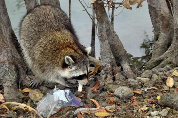 Памятка по выживанию среди енотов