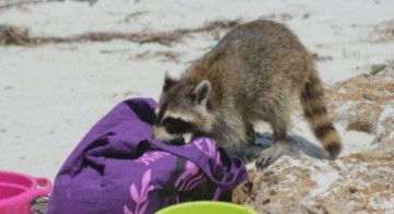 Памятка по выживанию среди енотов