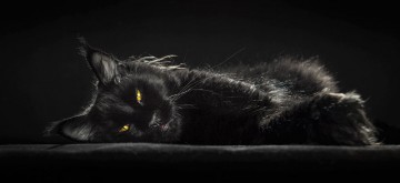 Мейн-куны - мистические коты