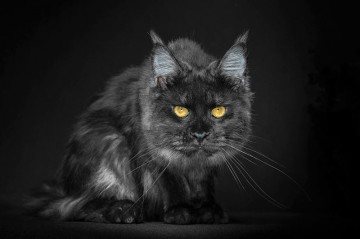 Мейн-куны - мистические коты