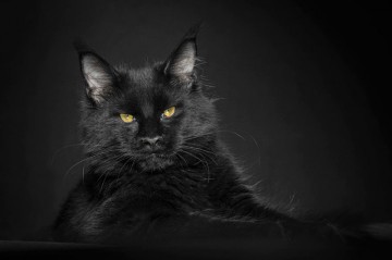 Мейн-куны - мистические коты